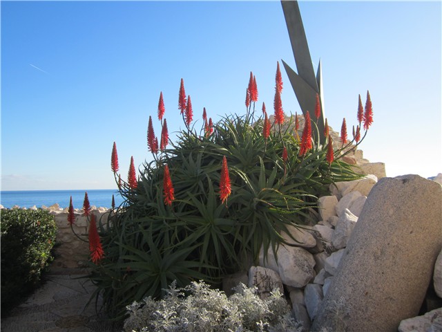Aloe u cvatu